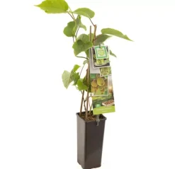 Actinidia chinensis 'Jenny' (Kiwi) fruitplant 60cm