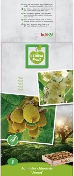 Actinidia chinensis 'Jenny' (Kiwi) fruitplant 60cm