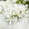 Agapanthus africanus 'Albus' (Afrikaanse lelie)