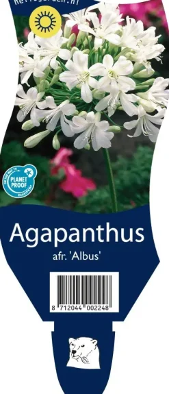 Agapanthus africanus 'Albus' (Afrikaanse lelie)