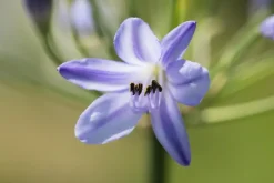 Agapanthus hybride 'Summer Love® Blue' (Afrikaanse Lelie 'Summer Love® Blue')