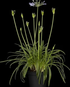 Agapanthus hybride 'Summer Love® Blue' (Afrikaanse Lelie 'Summer Love® Blue')