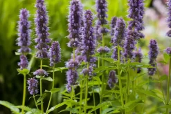 Agastache 'Blue Fortune' (Anijsplant)