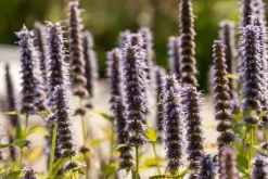 Agastache 'Blue Fortune' (Anijsplant)