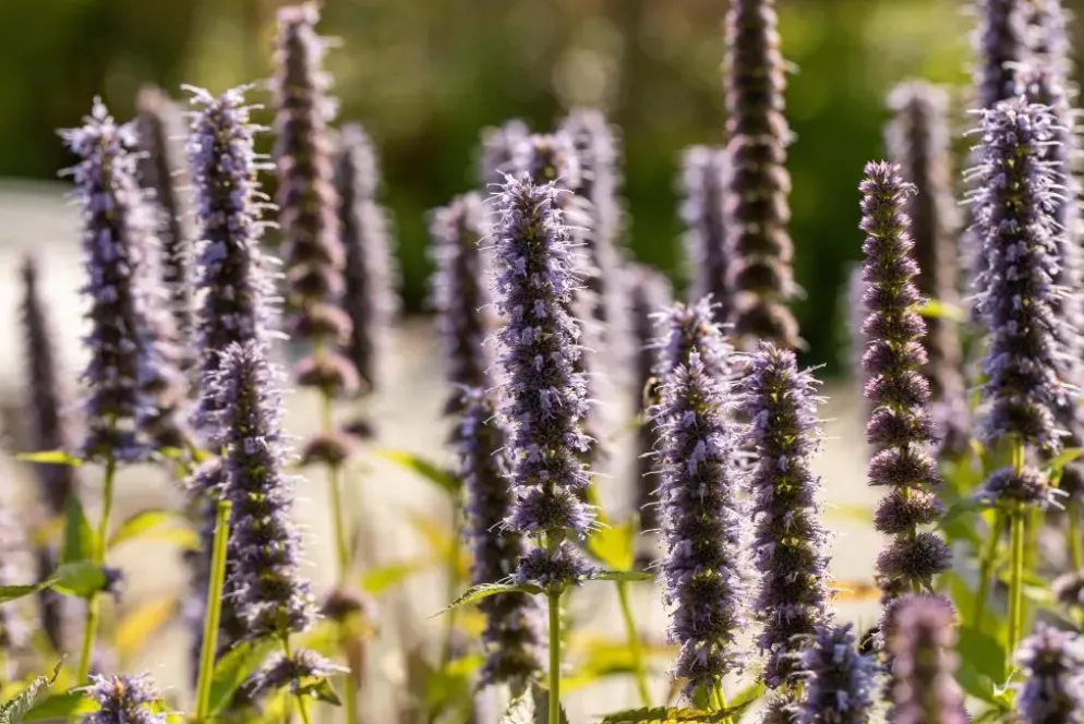 Agastache 'Blue Fortune' (Anijsplant)
