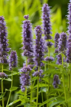 Agastache 'Blue Fortune' (Anijsplant)