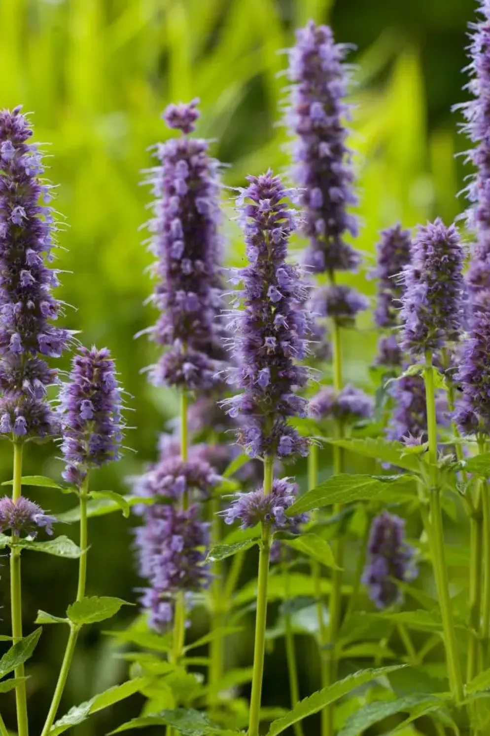Agastache 'Blue Fortune' (Anijsplant)