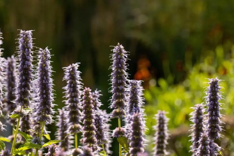 Agastache 'Blue Fortune' (Anijsplant)