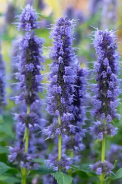 Agastache 'Blue Fortune' (Anijsplant)
