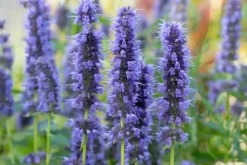 Agastache 'Blue Fortune' (Anijsplant)