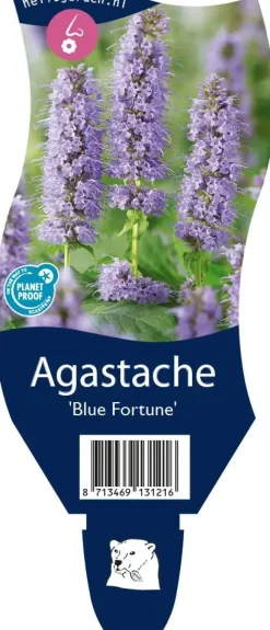 Agastache 'Blue Fortune' (Anijsplant)