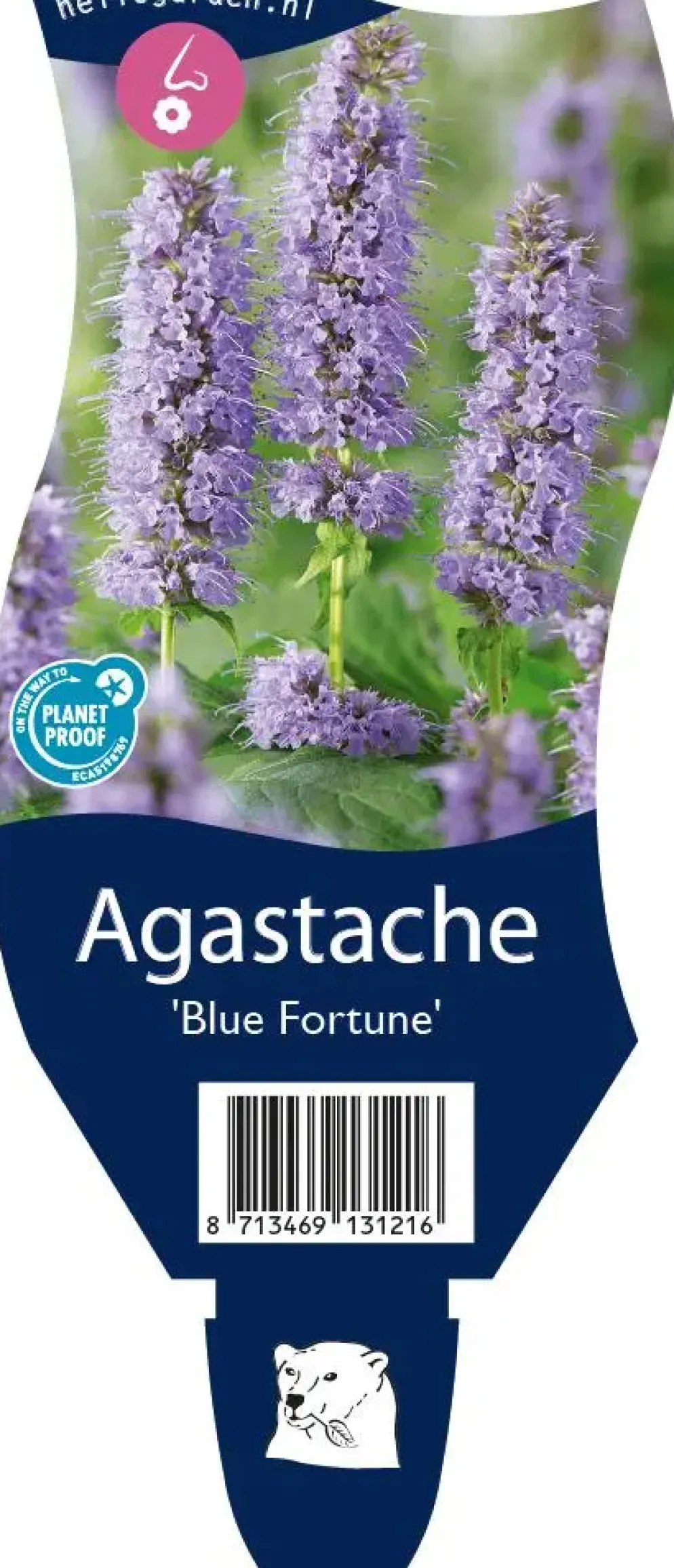 Agastache 'Blue Fortune' (Anijsplant)
