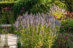 Agastache 'Blue Fortune' (Anijsplant)