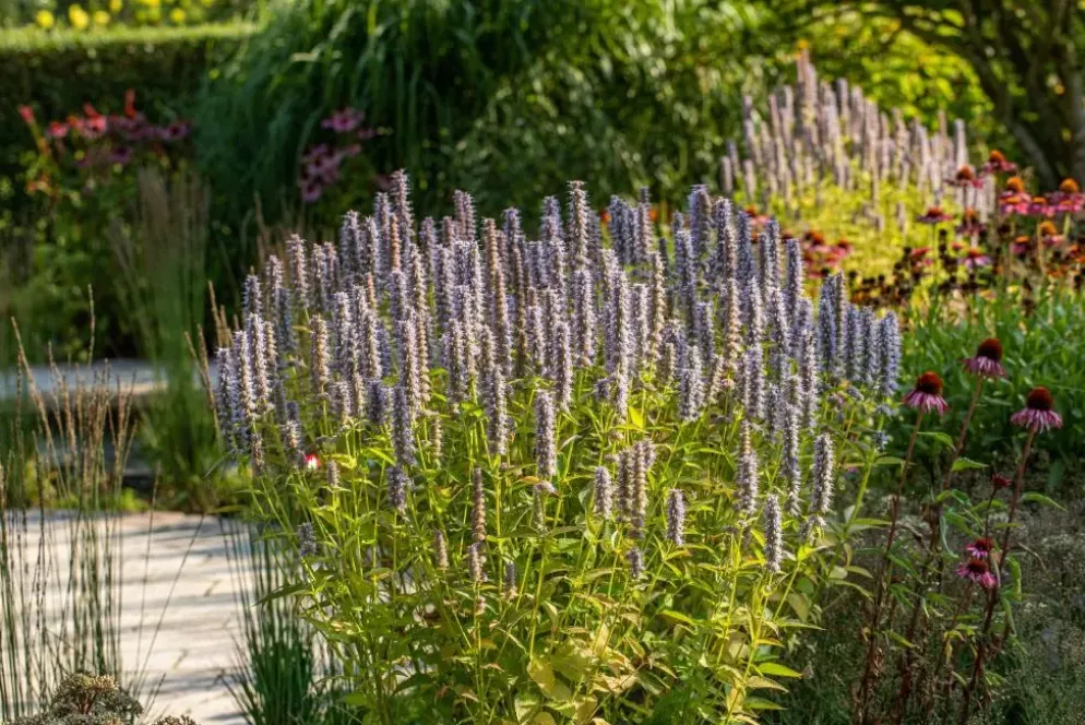 Agastache 'Blue Fortune' (Anijsplant)