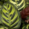 Air so Pure Calathea makoyana (Pauwwenplant) 80cm