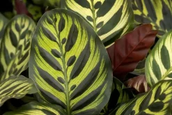 Air so Pure Calathea makoyana (Pauwwenplant) 80cm