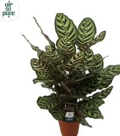 Air so Pure Calathea makoyana (Pauwwenplant) 80cm