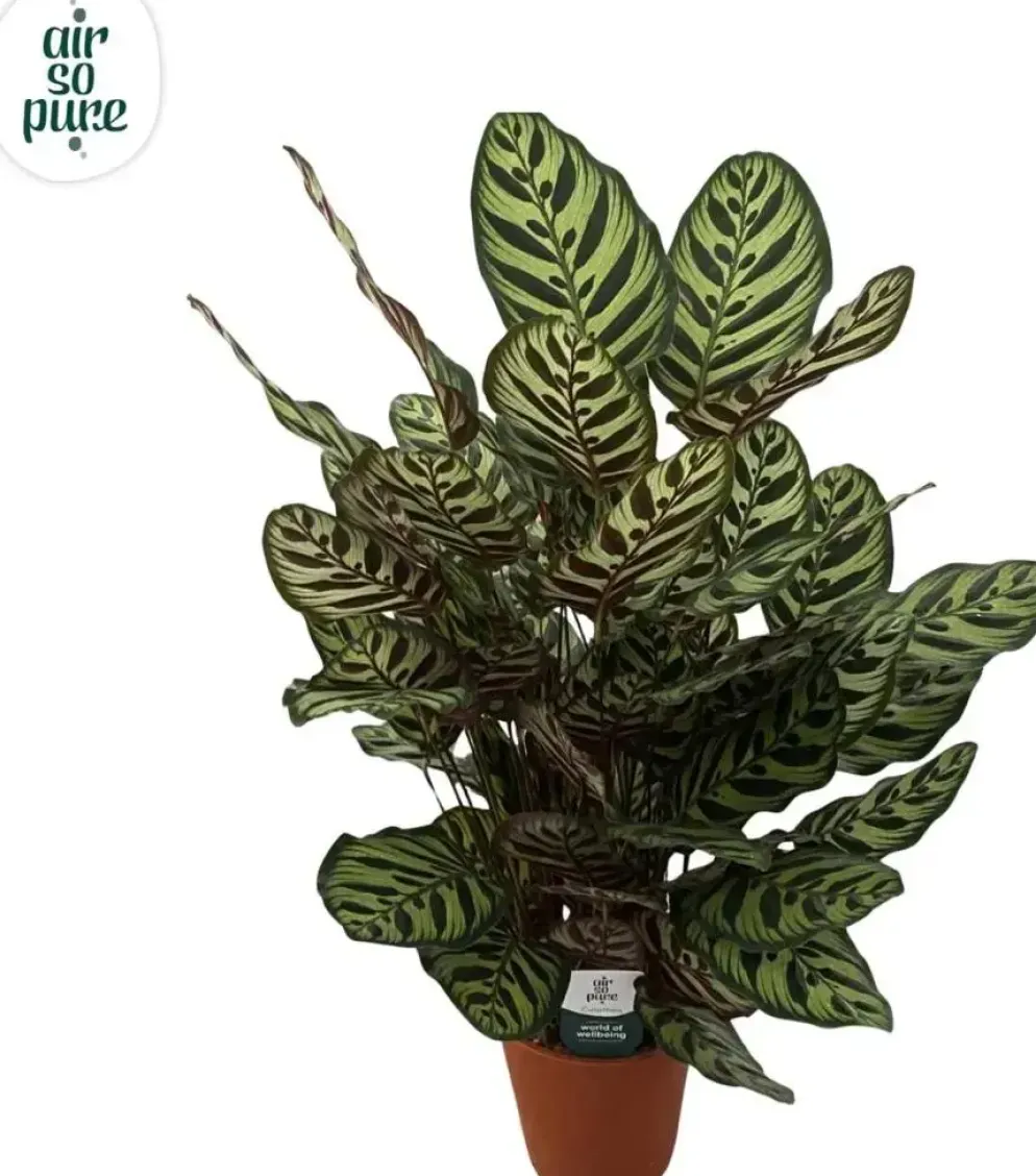 Air so Pure Calathea makoyana (Pauwwenplant) 80cm