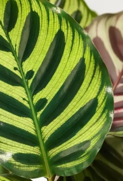 Air so Pure Calathea makoyana (Pauwwenplant) 80cm