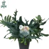 Air So Pure Phlebodium blue star (Blauwvaren) 45 cm