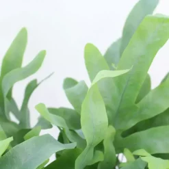 Air So Pure Phlebodium blue star (Blauwvaren) 50 cm