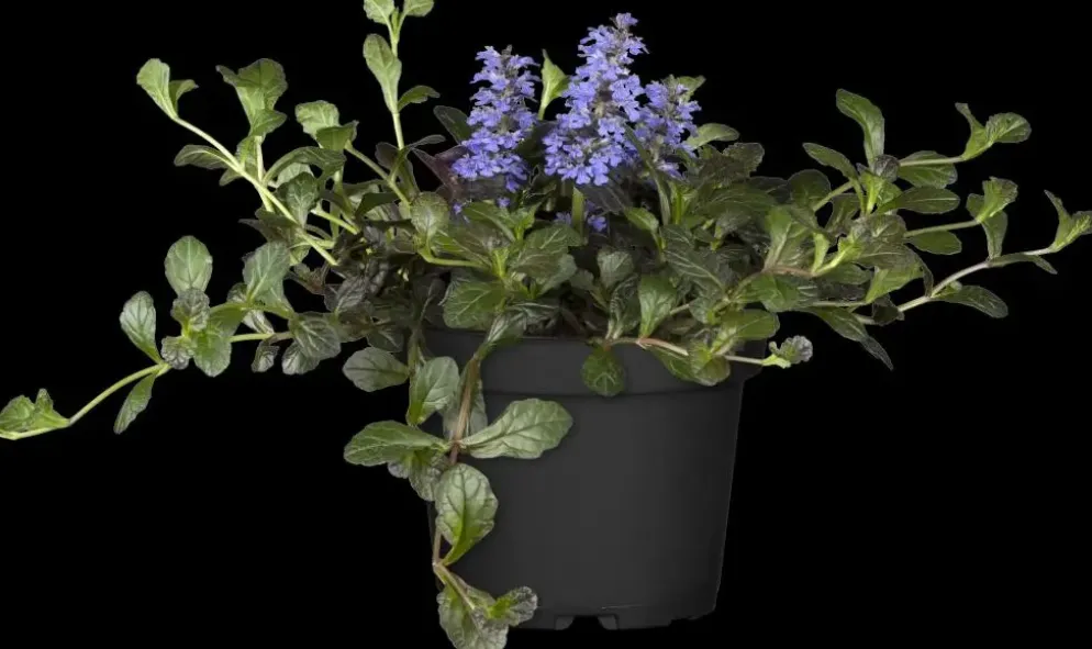 Ajuga reptans 'Atropurpurea' (Kruipend zenegroen)