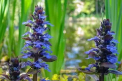Ajuga reptans 'Atropurpurea' (Kruipend zenegroen)