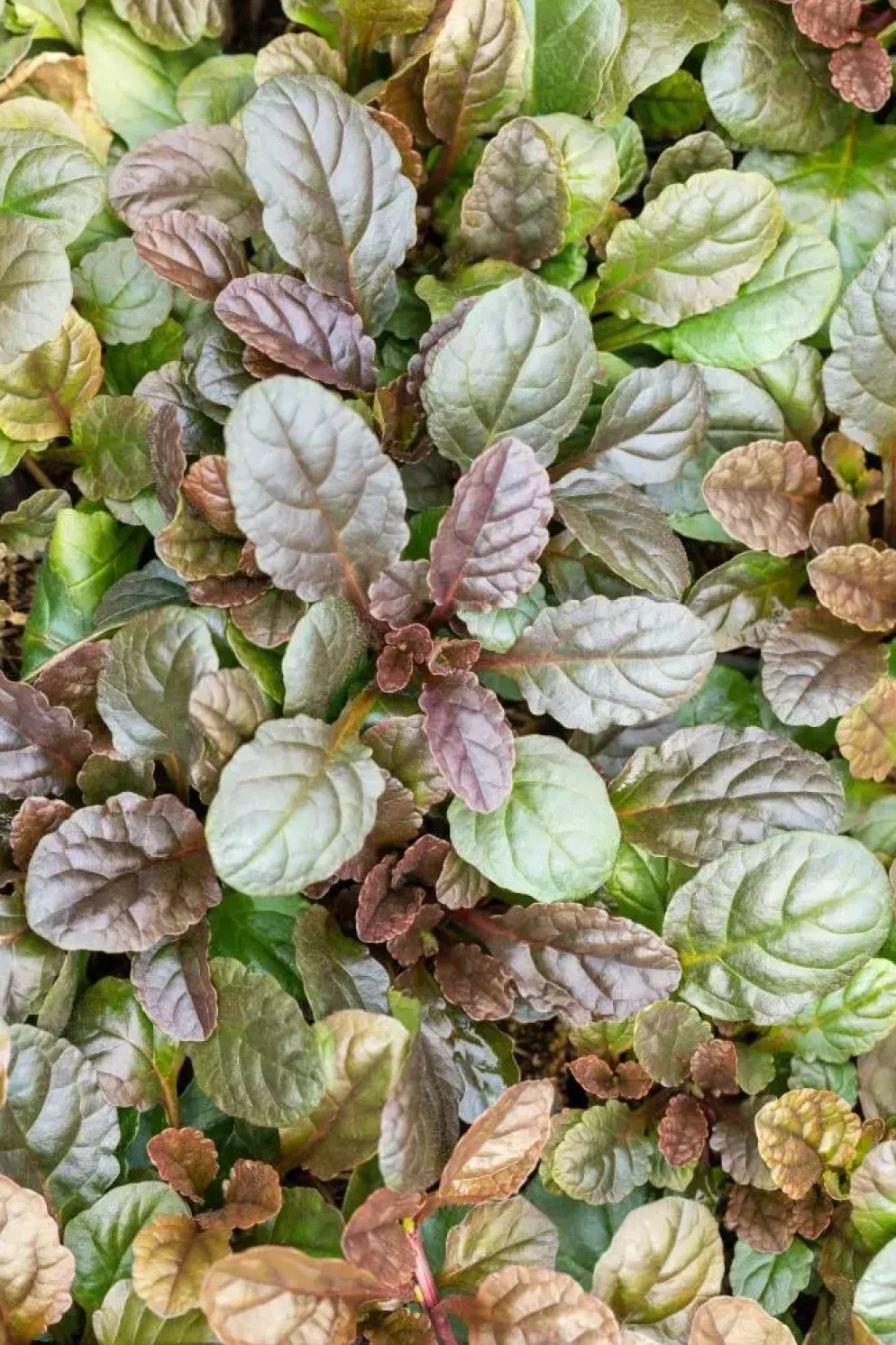 Ajuga reptans 'Atropurpurea' (Kruipend zenegroen)