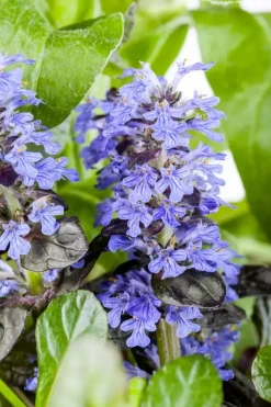 Ajuga reptans 'Atropurpurea' (Kruipend zenegroen)