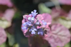 Ajuga reptans 'Atropurpurea' (Kruipend zenegroen)