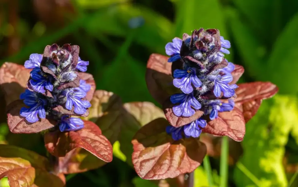 Ajuga reptans 'Atropurpurea' (Kruipend zenegroen)