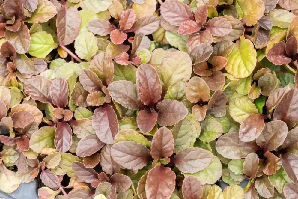 Ajuga reptans 'Atropurpurea' (Kruipend zenegroen)