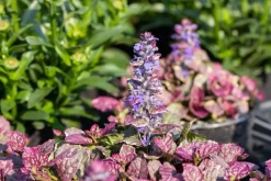 Ajuga reptans 'Burgundy Glow' (Zenegroen 'Burgundy Glow')