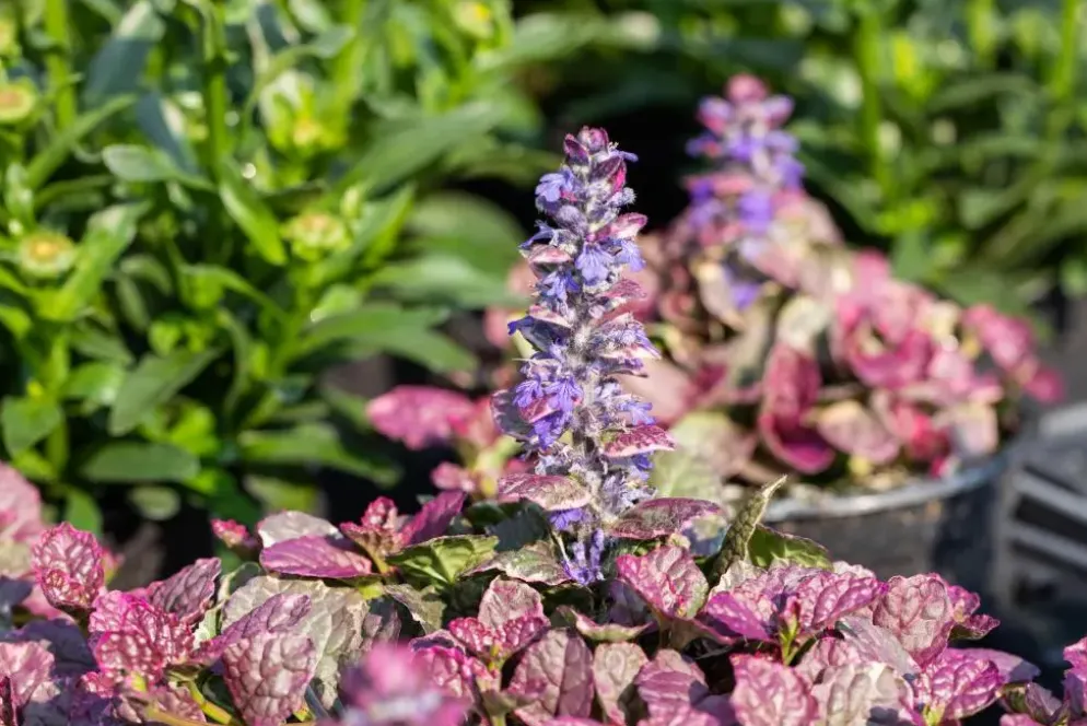 Ajuga reptans 'Burgundy Glow' (Zenegroen 'Burgundy Glow')