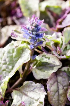 Ajuga reptans 'Burgundy Glow' (Zenegroen 'Burgundy Glow')