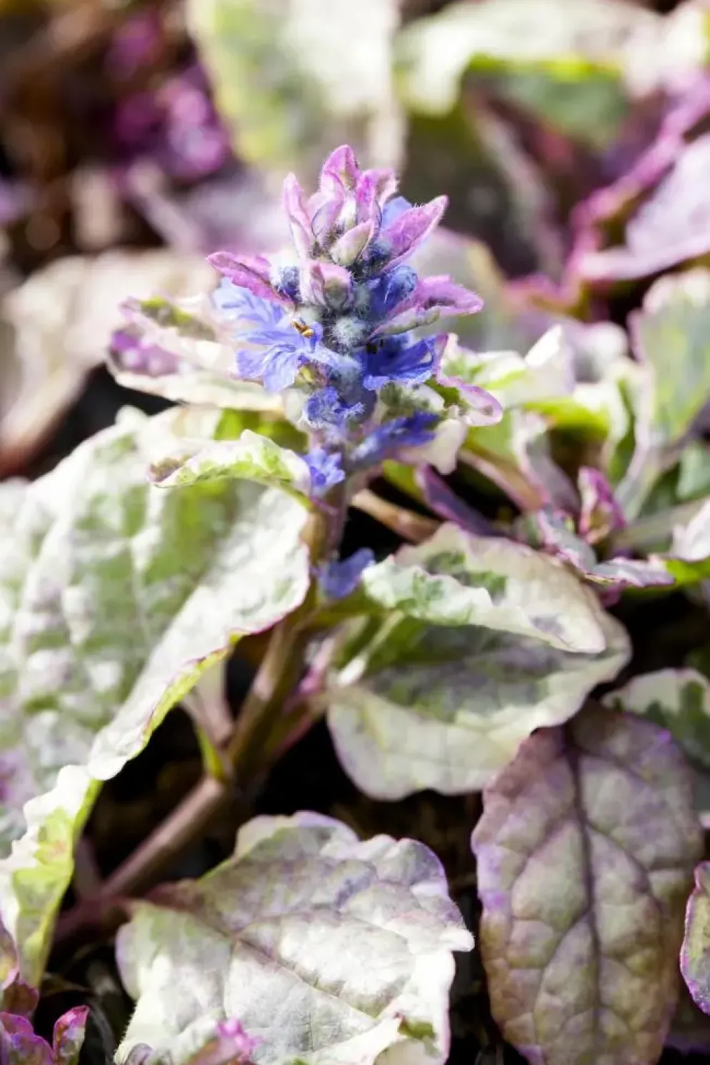 Ajuga reptans 'Burgundy Glow' (Zenegroen 'Burgundy Glow')