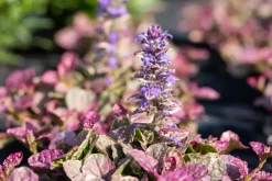 Ajuga reptans 'Burgundy Glow' (Zenegroen 'Burgundy Glow')