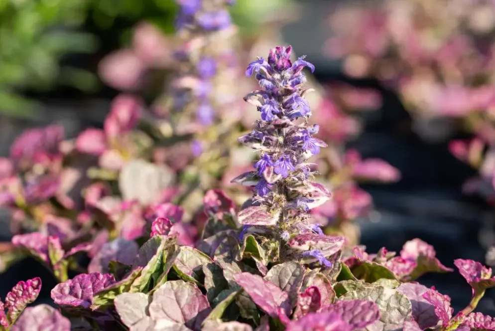 Ajuga reptans 'Burgundy Glow' (Zenegroen 'Burgundy Glow')