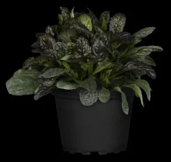 Ajuga reptans 'Burgundy Glow' (Zenegroen 'Burgundy Glow')