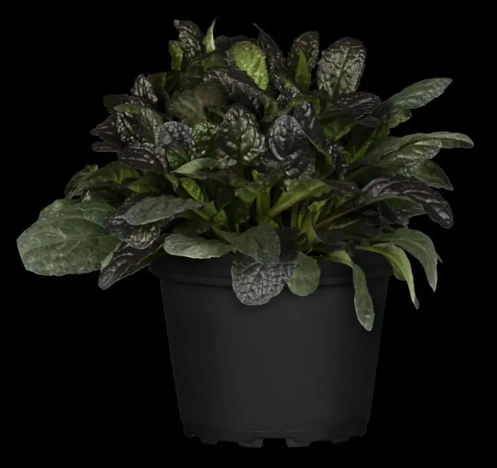 Ajuga reptans 'Burgundy Glow' (Zenegroen 'Burgundy Glow')
