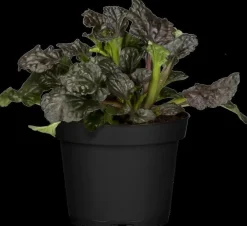 Ajuga reptans 'Burgundy Glow' (Zenegroen 'Burgundy Glow')