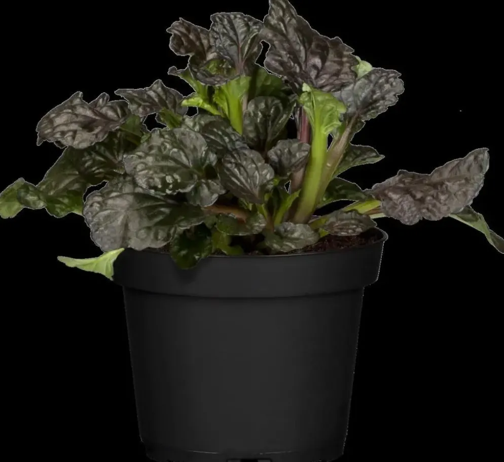 Ajuga reptans 'Burgundy Glow' (Zenegroen 'Burgundy Glow')