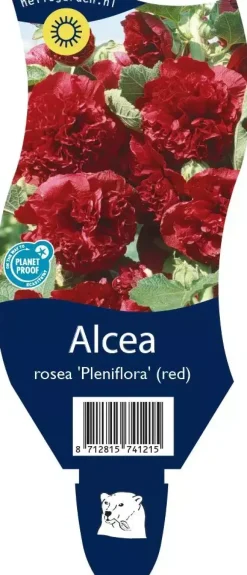 Alcea rosea 'Pleniflora' (Stokroos)
