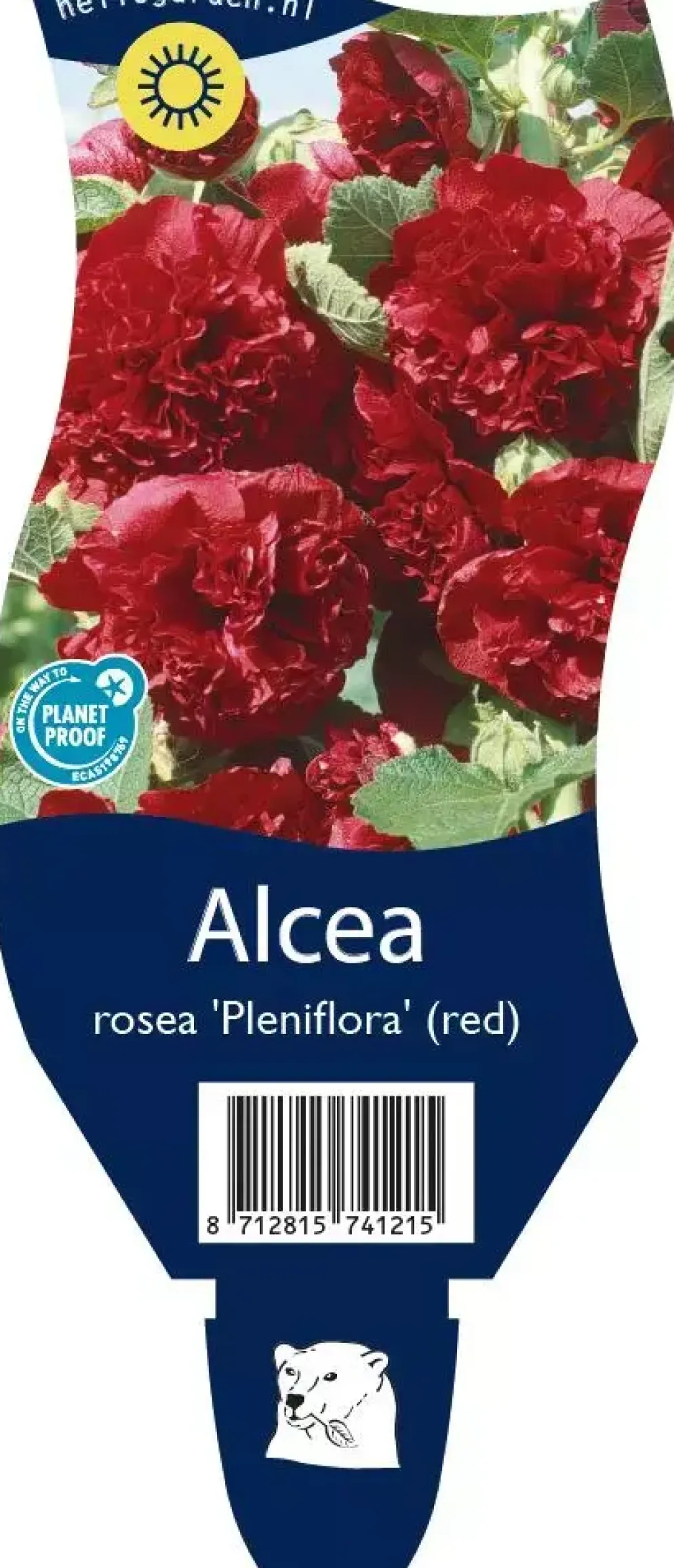Alcea rosea 'Pleniflora' (Stokroos)