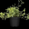 Alchemilla erythropoda (Vrouwenmantel)