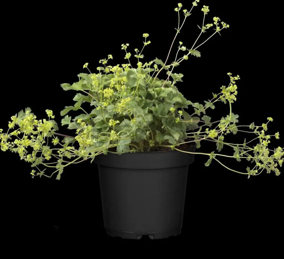 Alchemilla erythropoda (Vrouwenmantel)
