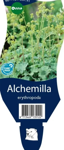 Alchemilla erythropoda (Vrouwenmantel)