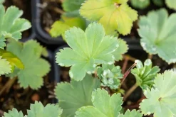 Alchemilla erythropoda (Vrouwenmantel)