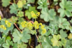 Alchemilla erythropoda (Vrouwenmantel)