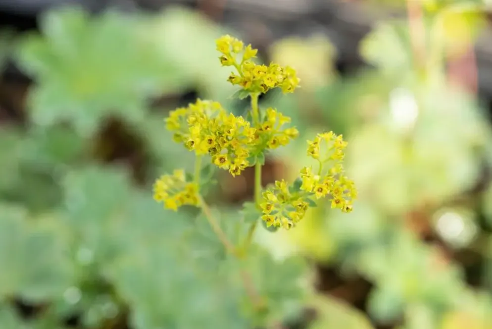Alchemilla erythropoda (Vrouwenmantel)